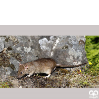 گونه موش قهوه‌ای Brown rat